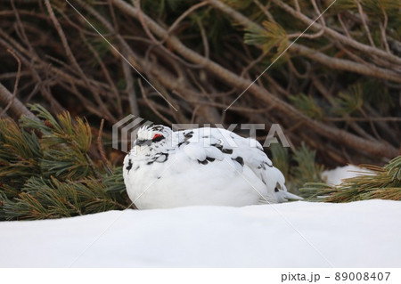 〔富山県・立山室堂平・4月〕丸まって暖を取る、冬毛(冬羽)のライチョウ 雄 〔富山県・立山室堂平・4月〕丸まって暖を取る、冬毛(冬羽)のライチョウ 雄 89008407