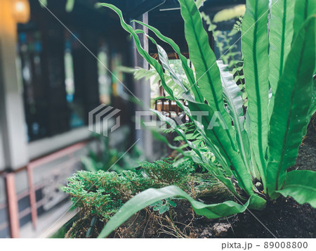 Greenery background of nature plant and leaf Greenery background of nature plant and leaf 89008800