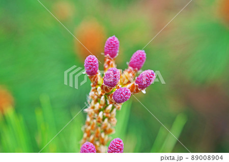 赤い松の雌花（春、四月） 89008904