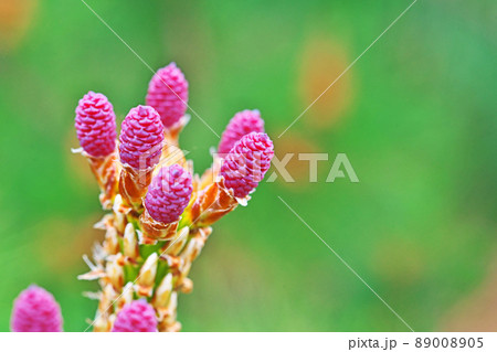 赤い松の雌花(春、四月) 赤い松の雌花(春、四月) 89008905