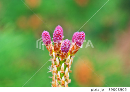 赤い松の雌花（春、四月） 89008906