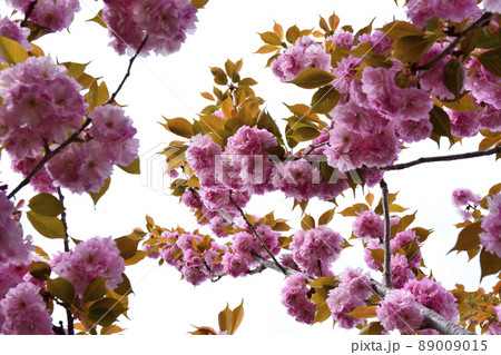 茨城県水戸市千波湖畔の牡丹桜 89009015