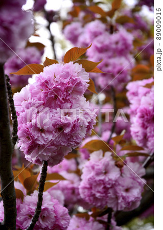 茨城県水戸市千波湖畔の牡丹桜 89009016