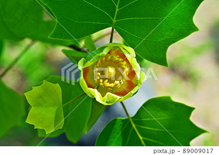 黄色いユリノキの花（春、四月） 89009017