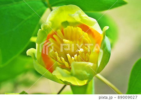 黄色いユリノキの花(春、四月) 黄色いユリノキの花(春、四月) 89009027