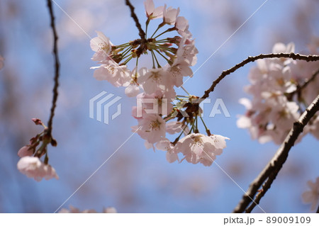 Sakura 0134 - Stock Photo [89009109] - PIXTA