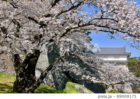 春の霞ヶ城公園（福島県・二本松市） 89009175