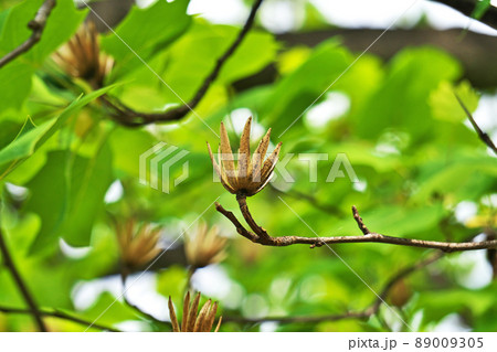 去年のユリノキの実(春、四月) 去年のユリノキの実(春、四月) 89009305