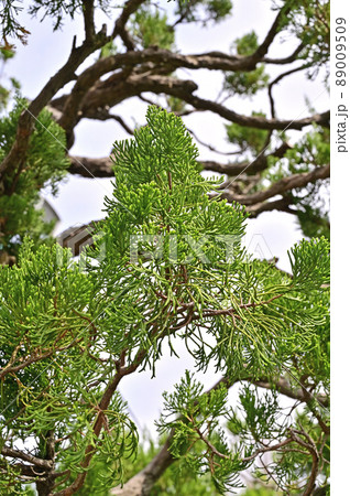 樹木：カイズカイブキ　ヒノキ科 89009509