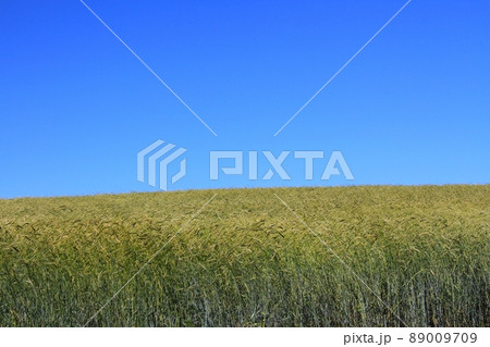 麦畑と青空 89009709