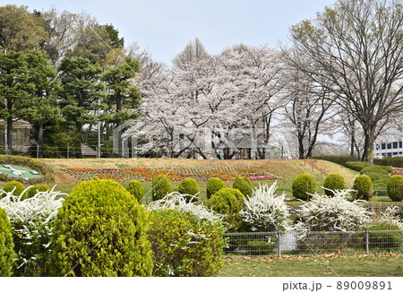 大崎公園 園内風景 大崎公園 園内風景 89009891