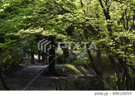 新緑の散歩道 新緑の散歩道 89010054