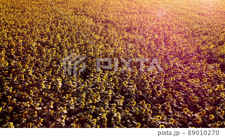 Aerial drone view flight over ver field with ripe sunflower heads Aerial drone view flight over ver field with ripe sunflower heads 89010270