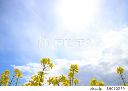 菜の花 太陽 青空 雲 菜の花 太陽 青空 雲 89010279