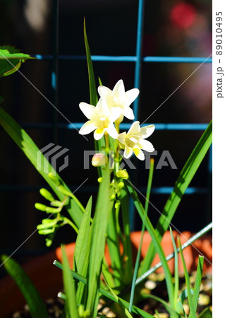 フリージアの花 フリージアの花 89010495
