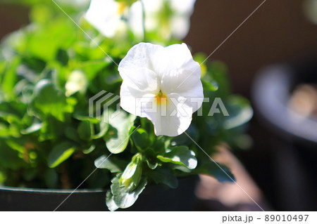パンジーの花 89010497