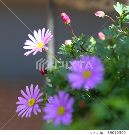 デイジーの花 デイジーの花 89010500