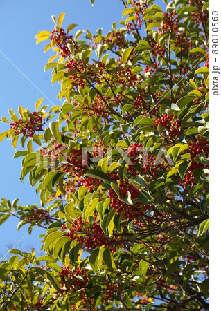赤い実を付けたクロガネモチの樹 赤い実を付けたクロガネモチの樹 89010560