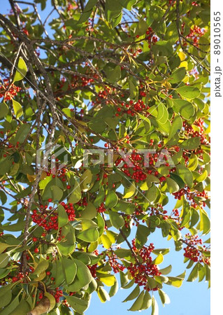 赤い実を付けたクロガネモチの樹 89010565