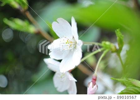 桜 89010567