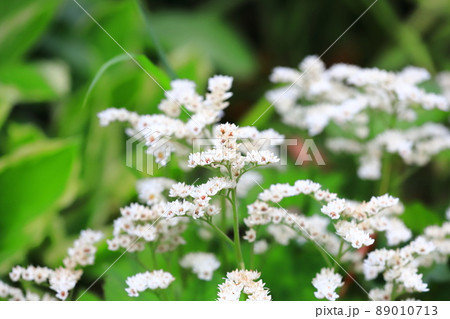 丹頂草(タンチョウソウ)の花  丹頂草(タンチョウソウ)の花  89010713