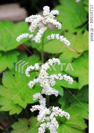 丹頂草（タンチョウソウ）の花　 89010717