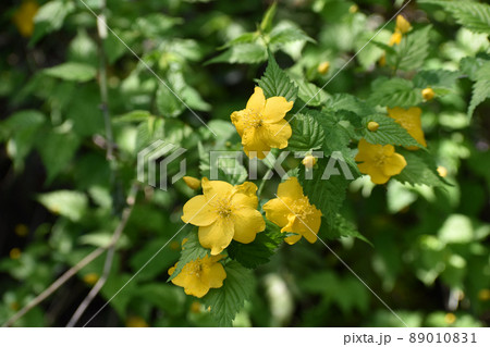 黄色いやまぶきの花 黄色いやまぶきの花 89010831