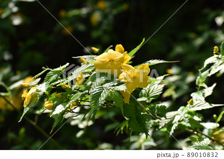 黄色いやまぶきの花 89010832