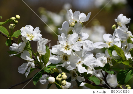 利休梅（りきゅうばい） 89010836