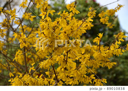 連翹（れんぎょう） 89010838