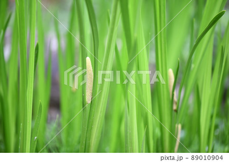 ショウブ（菖蒲）の花 89010904