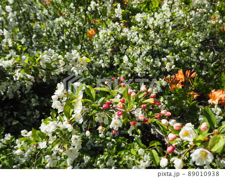 エゾノコリンゴの花 89010938