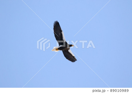空を舞うオオワシ（猿払村） 89010989