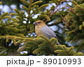 ギンザンマシコ♀（幌延町） 89010993