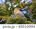 ギンザンマシコ♀（幌延町） 89010994