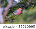 ギンザンマシコ♂（幌延町） 89010995