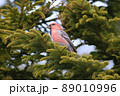ギンザンマシコ♂（幌延町） 89010996