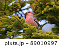 ギンザンマシコ♂（幌延町） 89010997