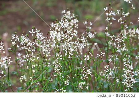 ルッコラの花 89011052