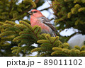 ギンザンマシコ♂（幌延町） 89011102