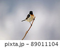 ノビタキ♂（美深町） 89011104
