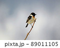 ノビタキ♂（美深町） 89011105