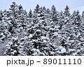 雪に覆われた針葉樹の森（幌延町） 89011110