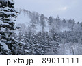 雪に覆われた針葉樹の山（幌延町） 89011111