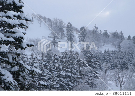 雪に覆われた針葉樹の山(幌延町) 雪に覆われた針葉樹の山(幌延町) 89011111