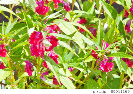 てぃんさぐぬ花(ホウセンカ) てぃんさぐぬ花(ホウセンカ) 89011169