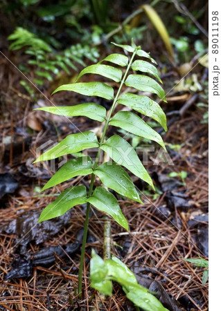 沖縄県宮古島　早朝の森の植物 89011198