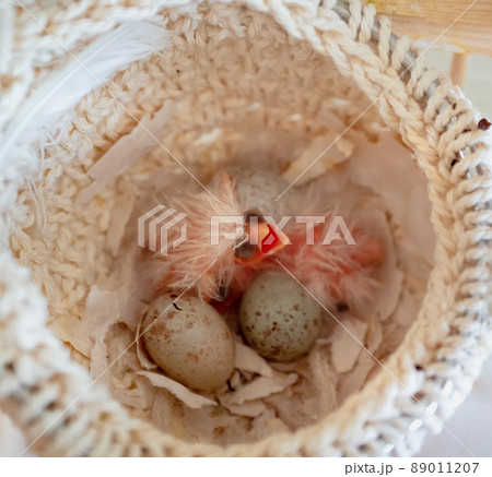 Newly hatched canary chick and eggs in the nest. Spring replenishment in the family. Breeding of songbirds at home. Newly hatched canary chick and eggs in the nest. Spring replenishment in the family. Breeding of songbirds at home. 89011207