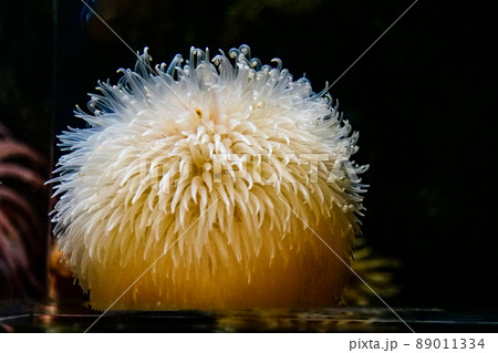 写真、生物、海底のダリアの花のようなダーリアイソギンチャク 写真、生物、海底のダリアの花のようなダーリアイソギンチャク 89011334