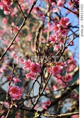 沖縄県宮古島　寒緋桜 89011402